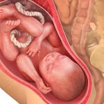 36weeks980