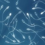 sperm668-5