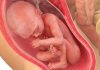 animasjon baby i magen