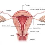 Livmorhals