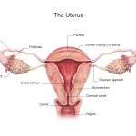 3d rendered illustration of the Uterus.