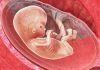 11 uker gravid