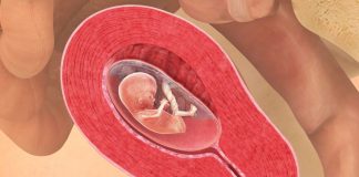 12 uker gravid