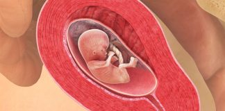 13 uker gravid