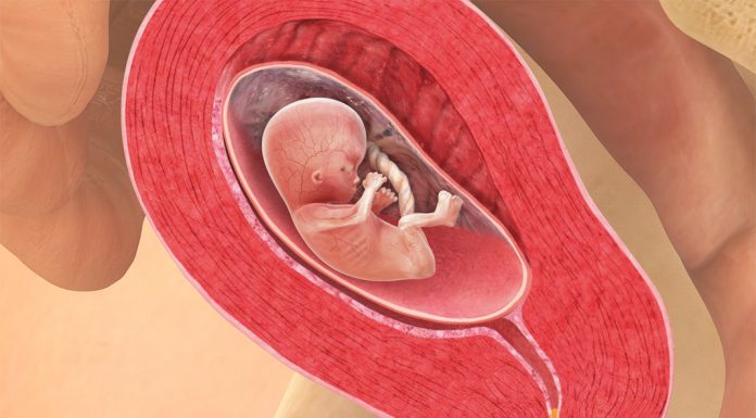 13 uker gravid