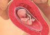 14 uker gravid