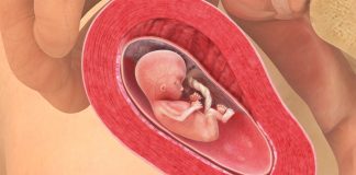 14 uker gravid