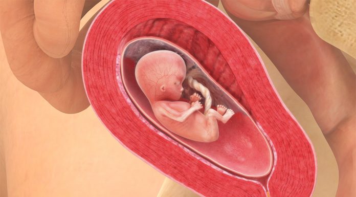 14 uker gravid