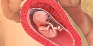 15 uker gravid