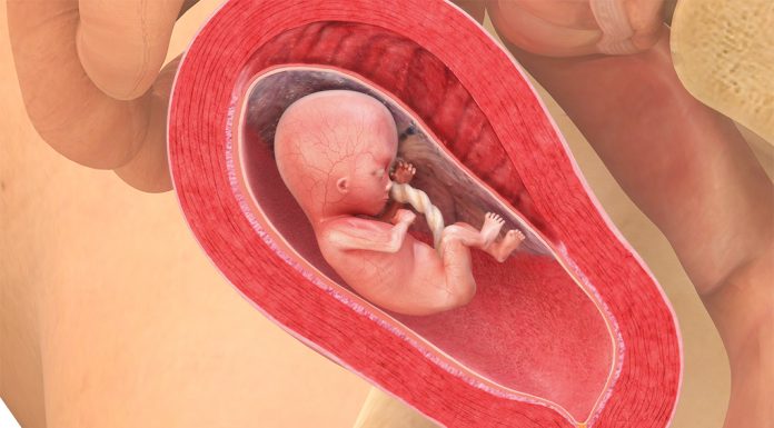15 uker gravid
