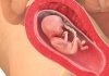 16 uker gravid