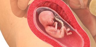 16 uker gravid