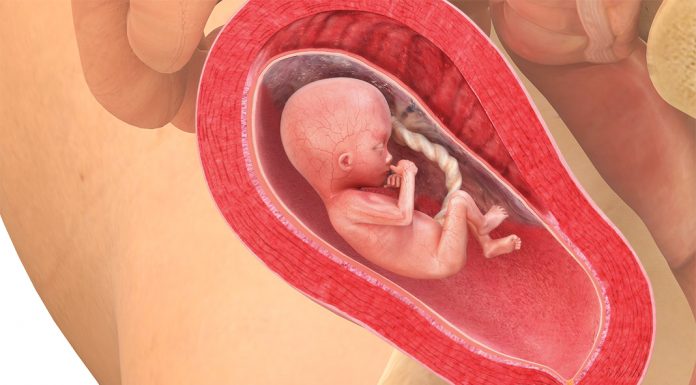 16 uker gravid