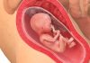 19 uker gravid