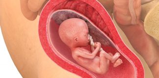 19 uker gravid