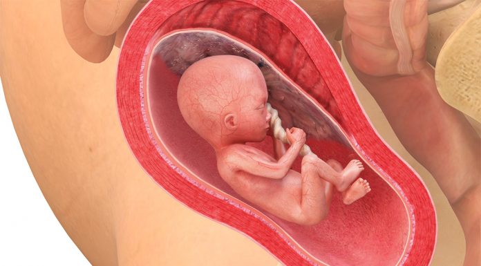 19 uker gravid