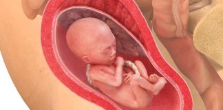21 uker gravid