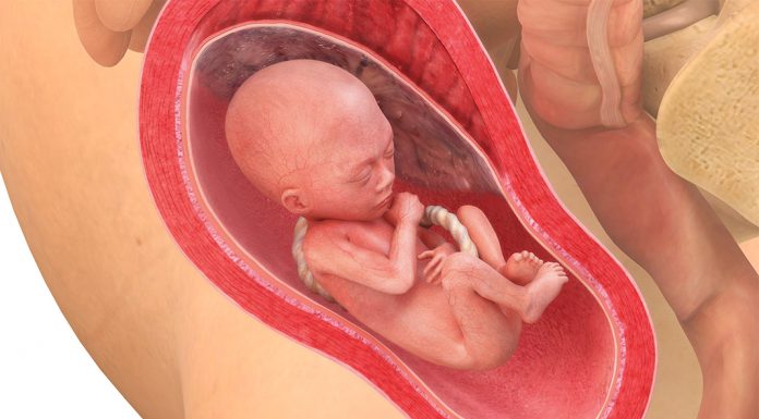 21 uker gravid