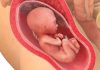 22 uker gravid