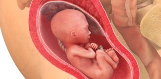 22 uker gravid
