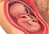 Gravid uke for uke