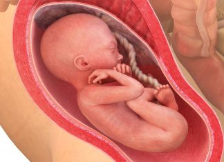 Gravid uke for uke