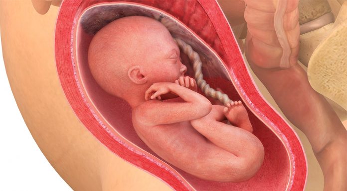Gravid uke for uke