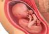 25 uker gravid