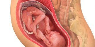32 uker gravid