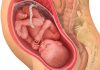 33 uker gravid