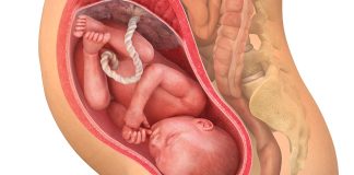 34 uker gravid