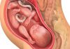 36 uker gravid