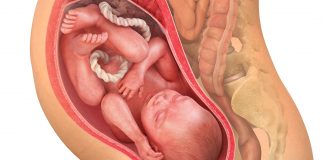36 uker gravid