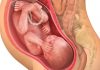 37 uker gravid