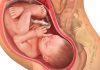 41 uker gravid