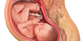 42 uker gravid