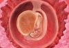 5 uker gravid