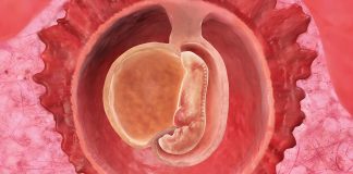 5 uker gravid