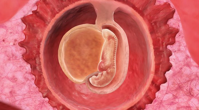 5 uker gravid