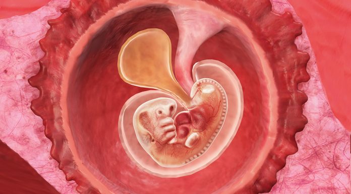 6 uker gravid