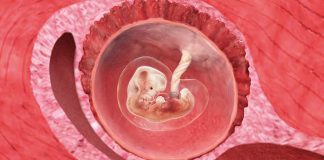 8 uker gravid