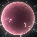 egg980