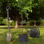 plante et tre
