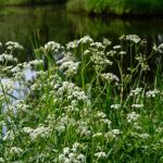 blooming-cow-parsley-picture-id1289058196