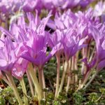 blooming-flowers-colchicum-in-autumn-batanical-garden-picture-id854303778