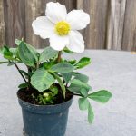 christmas-rose-in-a-pot-picture-id1287000228