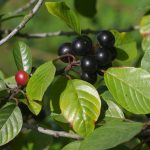 colour-riot-in-the-fall-with-leaves-in-green-and-yellow-and-berries-picture-id172305891