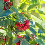 elderberry-red-shrub-with-berries-and-green-leaves-in-the-garden-in-picture-id1307642636