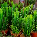 euphorbia-trigona-for-sale-in-the-store-picture-id1251316526