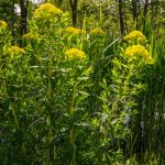 euphorbiaceae-or-milkweed-in-the-sun-with-dark-reed-picture-id1223651744